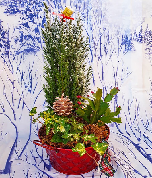 Christmas Flowers - Large Planted Bucket