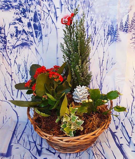 Christmas Flowers - Planted Baskets