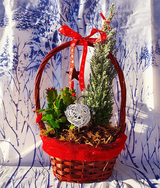 Christmas Flowers - Planted Baskets