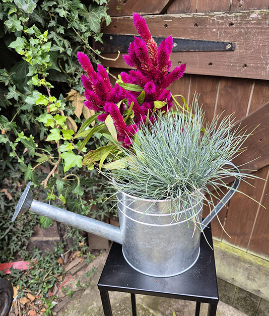 Simply Flowers Watering Can of Plants 2