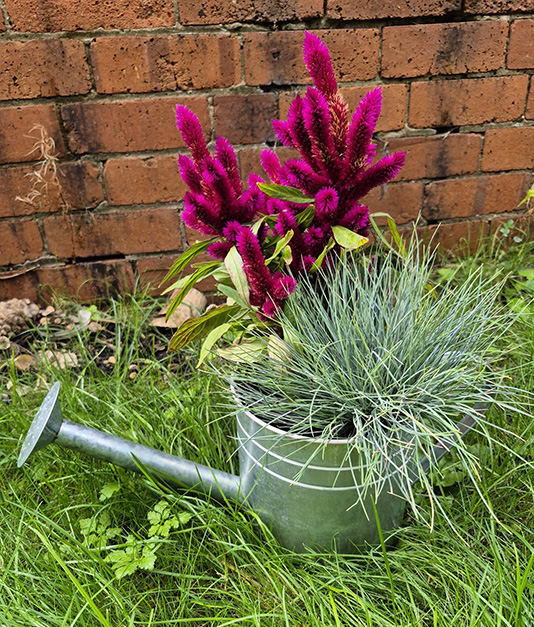 Simply Flowers Watering Can of Plants
